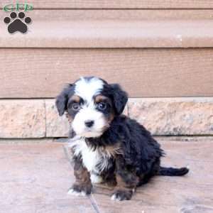 Jonah, Mini Bernedoodle Puppy
