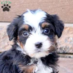 Jonah, Mini Bernedoodle Puppy