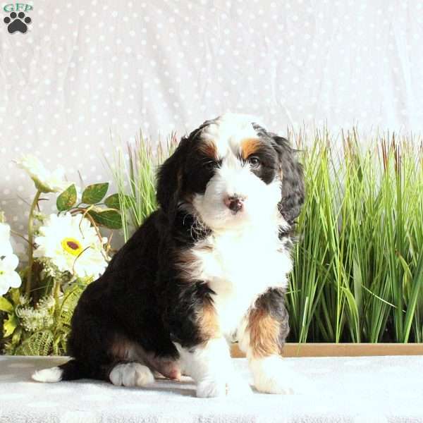 Jordan, Mini Bernedoodle Puppy