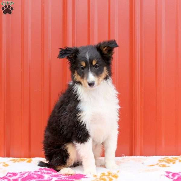 Jordan, Sheltie Puppy