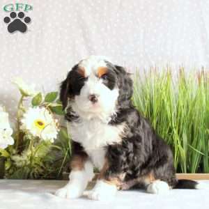 Jordan, Mini Bernedoodle Puppy