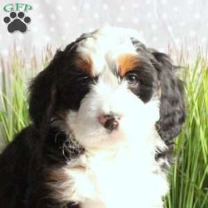 Jordan, Mini Bernedoodle Puppy