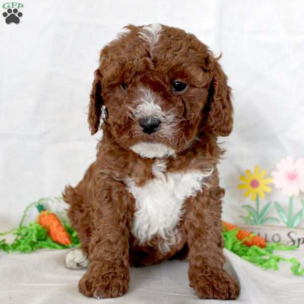 Jordan, Cavapoo Puppy