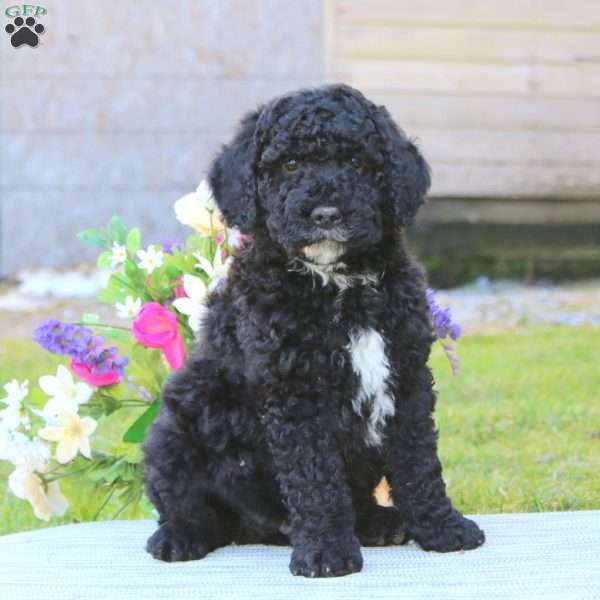 Joseph, Mini Goldendoodle Puppy