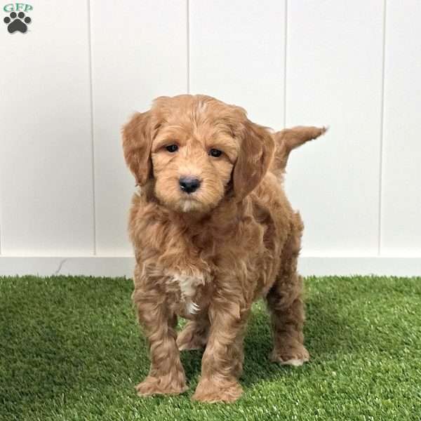 Josh, Mini Goldendoodle Puppy