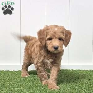 Josh, Mini Goldendoodle Puppy