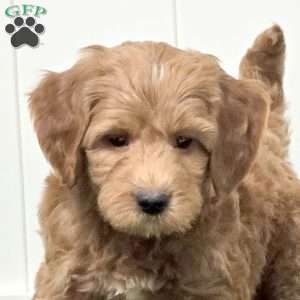 Josh, Mini Goldendoodle Puppy