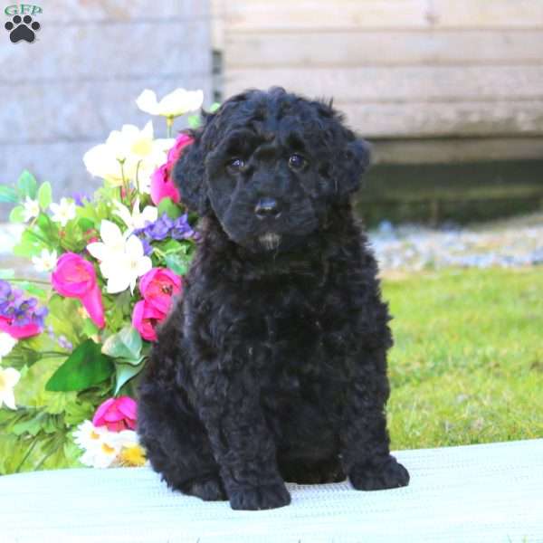 Josh, Mini Goldendoodle Puppy