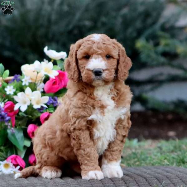 Josh – F1B, Goldendoodle Puppy