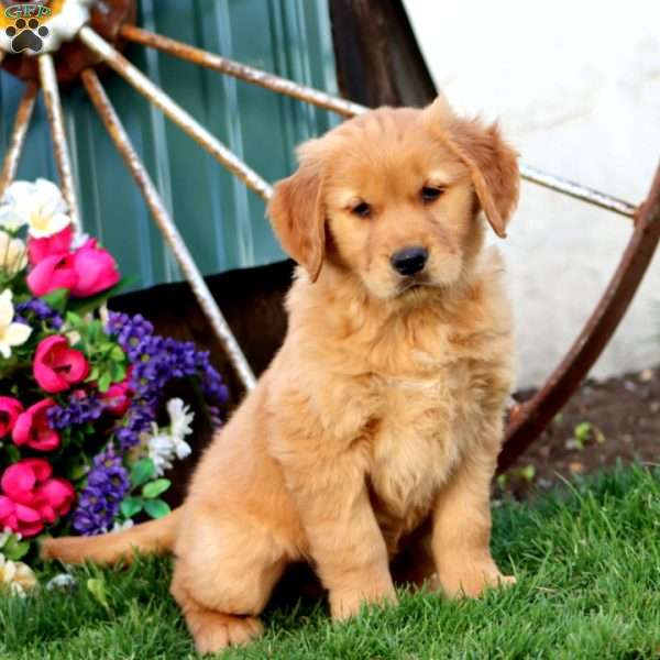 Josh, Golden Retriever Puppy
