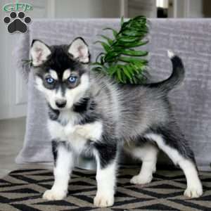 Josh, Pomsky Puppy