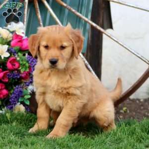 Josh, Golden Retriever Puppy