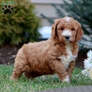 Josh – F1B, Goldendoodle Puppy