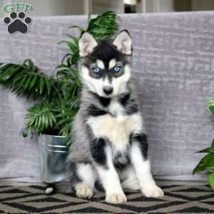 Josh, Pomsky Puppy