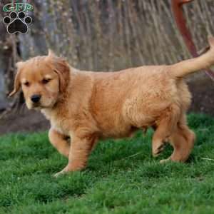 Josh, Golden Retriever Puppy