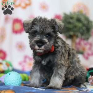 Josiah, Miniature Schnauzer Puppy