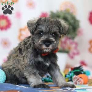 Josiah, Miniature Schnauzer Puppy