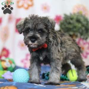 Josiah, Miniature Schnauzer Puppy