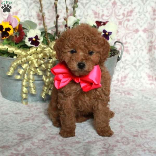 Josie, Bich-Poo Puppy