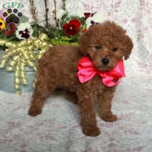 Josie, Bich-Poo Puppy