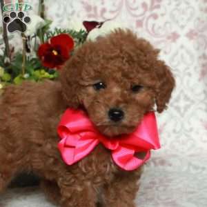 Josie, Bich-Poo Puppy