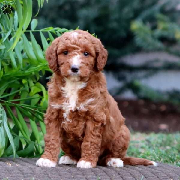 Jossy – F1B, Goldendoodle Puppy