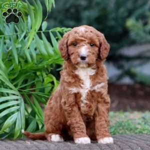 Jossy – F1B, Goldendoodle Puppy