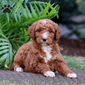 Jossy – F1B, Goldendoodle Puppy