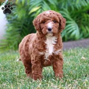 Jossy – F1B, Goldendoodle Puppy