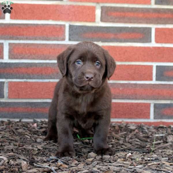 Joy, Chocolate Labrador Retriever Puppy