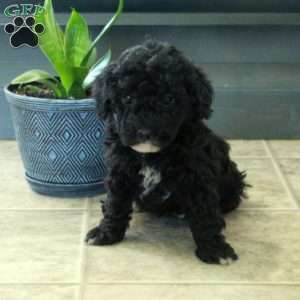 Joy, Miniature Poodle Puppy