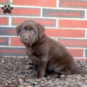 Joy, Chocolate Labrador Retriever Puppy