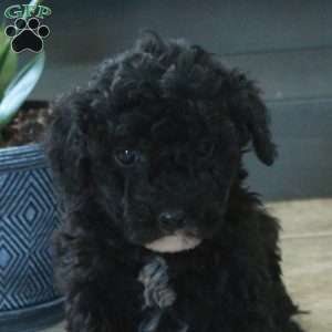 Joy, Miniature Poodle Puppy