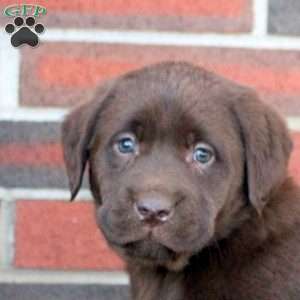 Joy, Chocolate Labrador Retriever Puppy