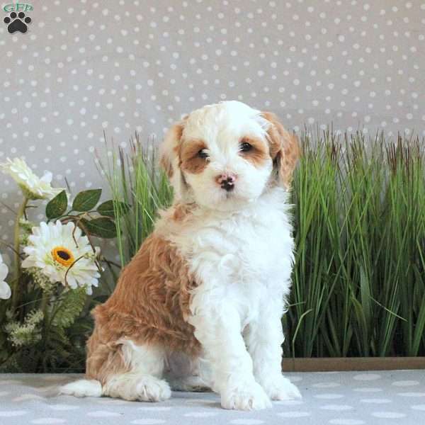 Jude, Mini Bernedoodle Puppy