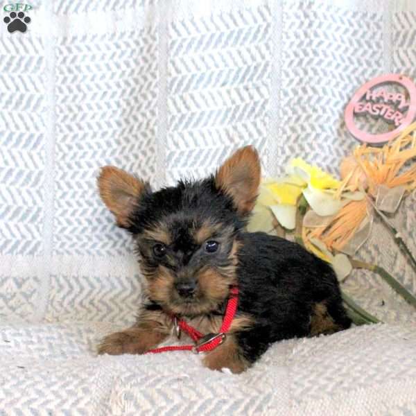 Jude, Yorkie Puppy