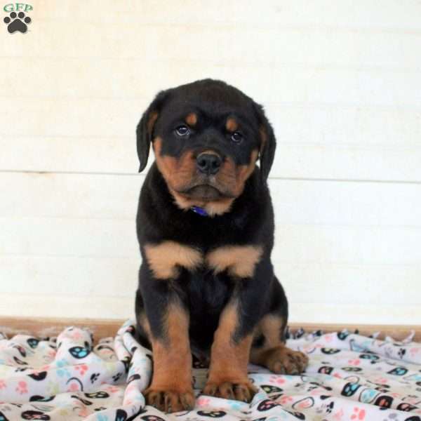 Jude, Rottweiler Puppy