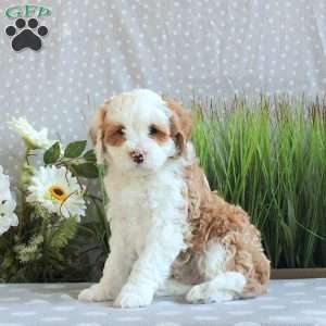 Jude, Mini Bernedoodle Puppy