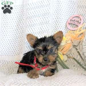 Jude, Yorkie Puppy