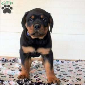 Jude, Rottweiler Puppy