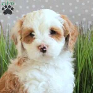 Jude, Mini Bernedoodle Puppy