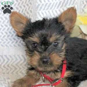 Jude, Yorkie Puppy