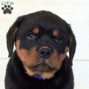 Jude, Rottweiler Puppy