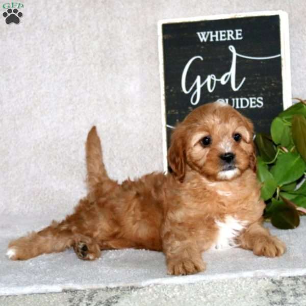 Julia, Cavapoo Puppy