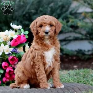 Julia – F1B, Goldendoodle Puppy