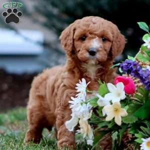 Julia – F1B, Goldendoodle Puppy