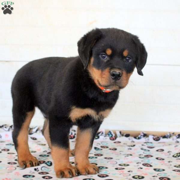 Julian, Rottweiler Puppy
