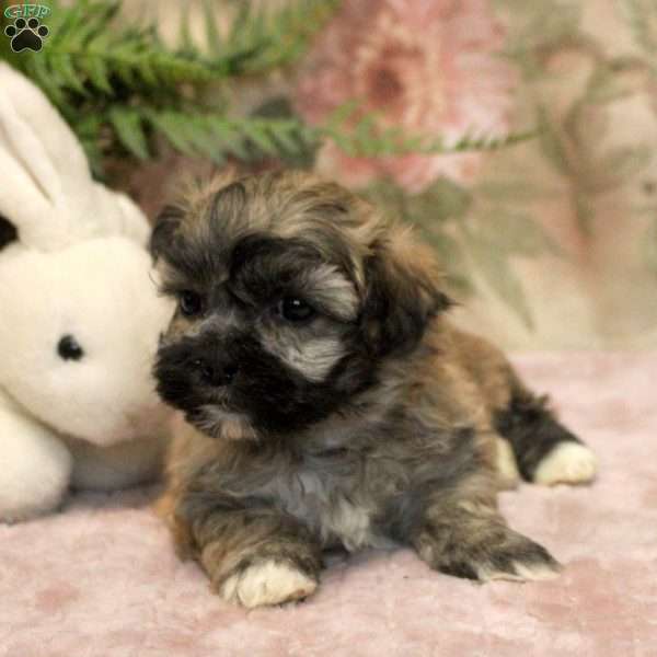 Julian, Teddy Bear Puppy