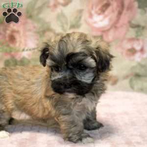 Julian, Teddy Bear Puppy