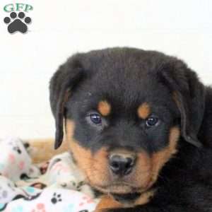 Julian, Rottweiler Puppy